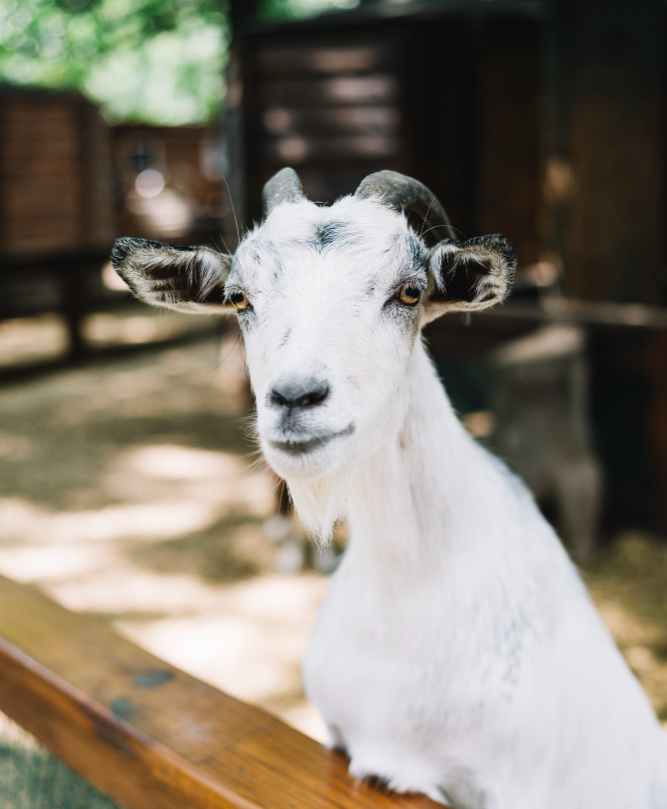 White Goat in a pen.