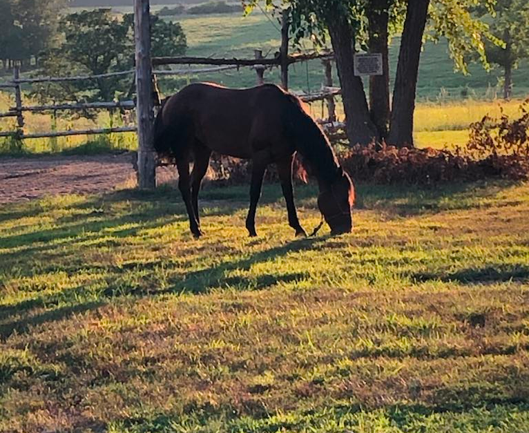 Horse Silhouette