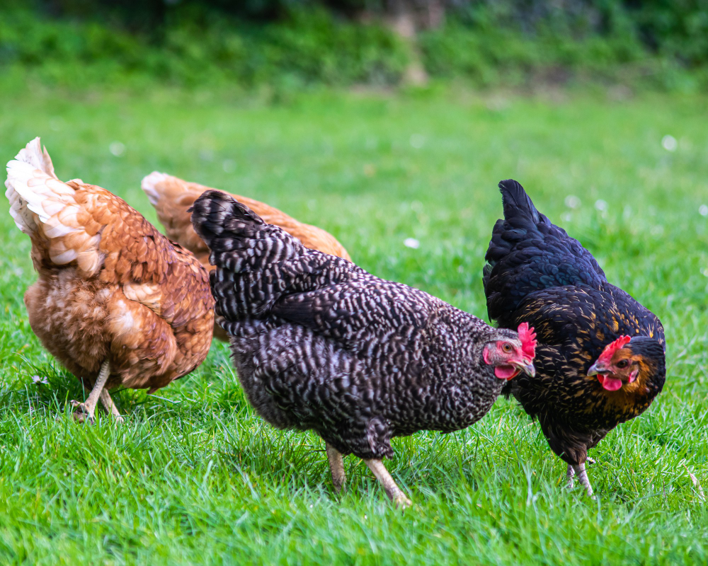 Hens on Pasture